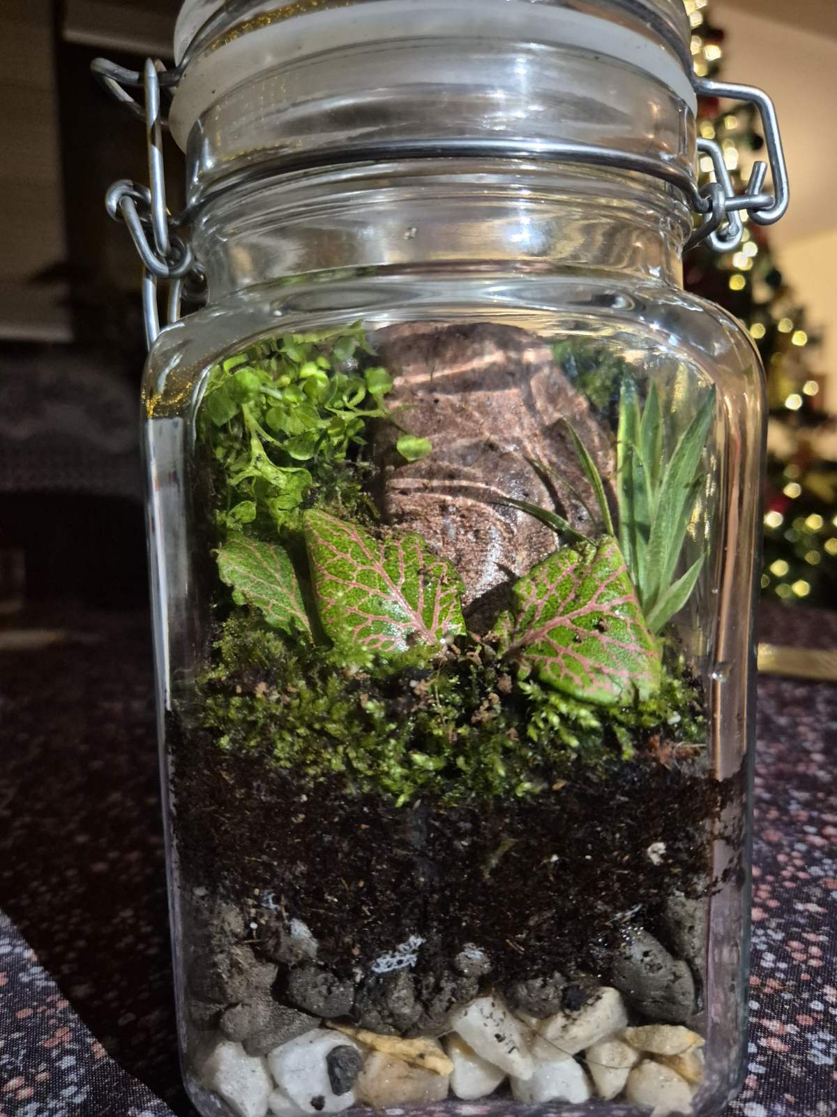 A close-up of a glass jar terrarium containing various plants, moss, and decorative stones, set against a softly blurred background with a hint of holiday decor.